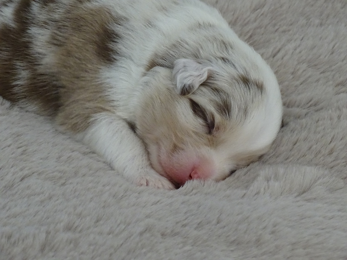 Du Royaume Secret D'opaline - Chiots disponibles - Berger Australien