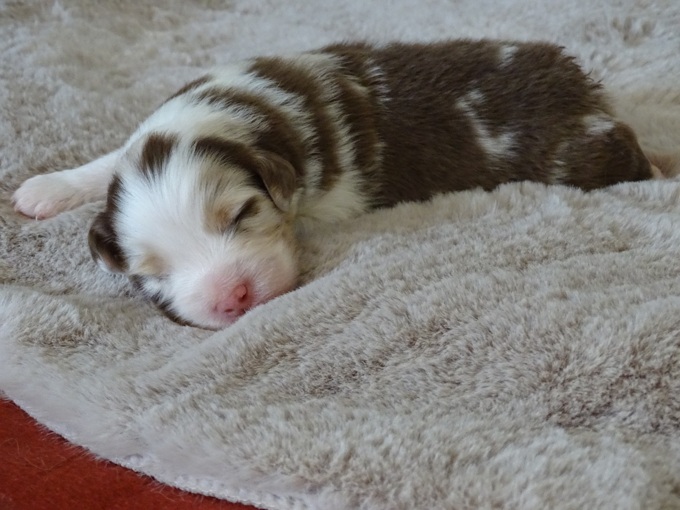 Du Royaume Secret D'opaline - Chiots disponibles - Berger Australien