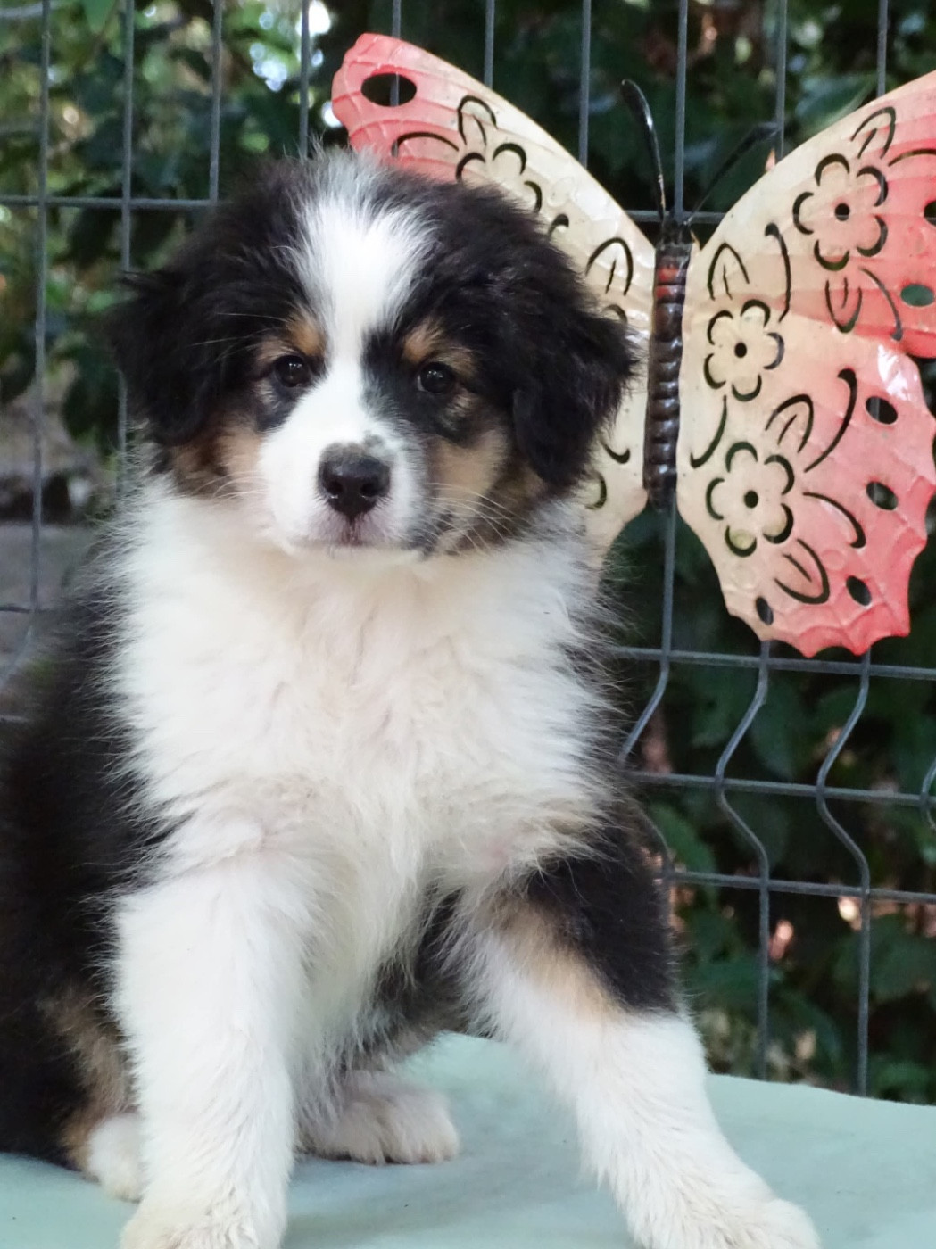Du Royaume Secret D'opaline - Chiots disponibles - Berger Australien