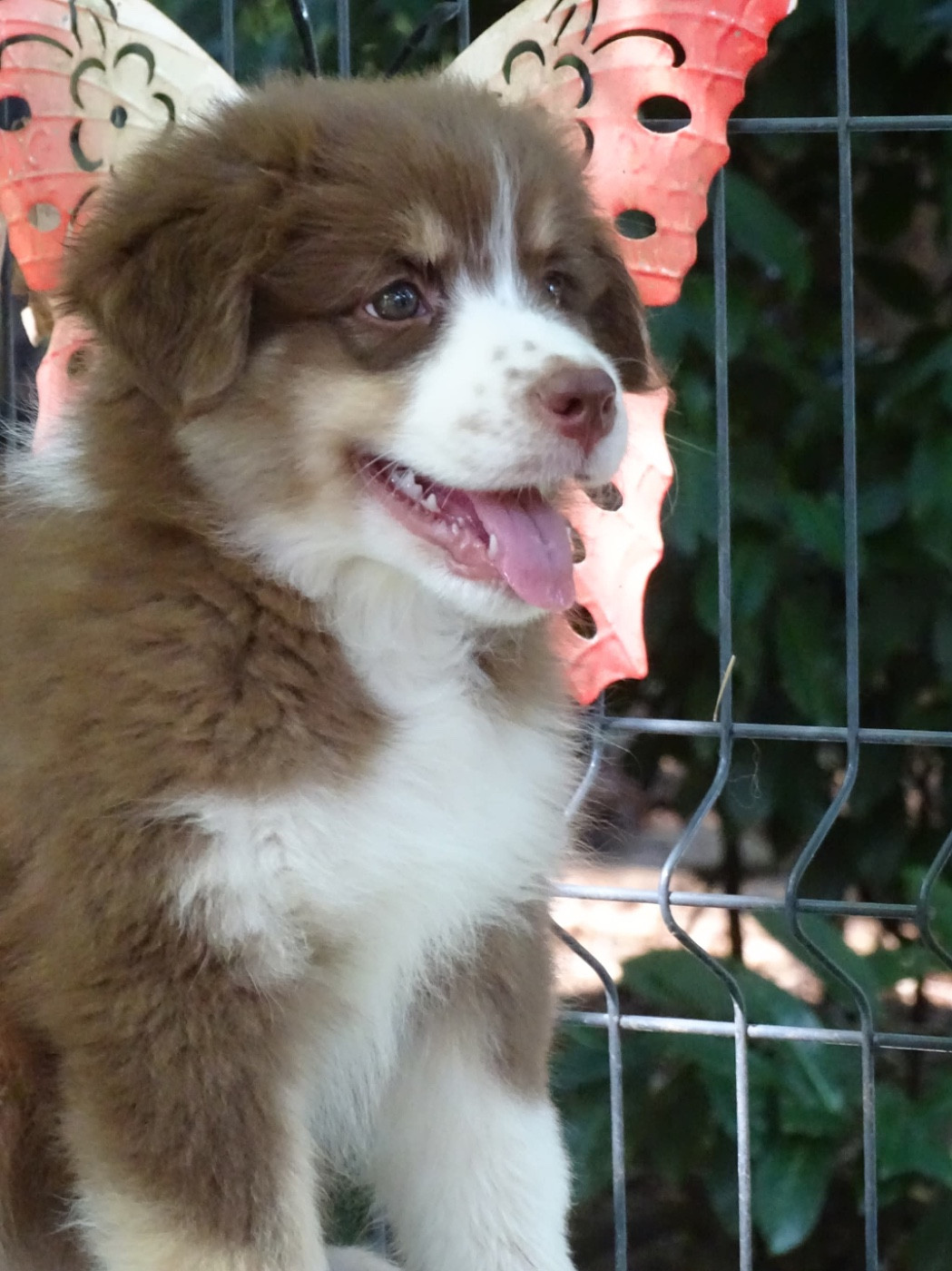 Du Royaume Secret D'opaline - Chiots disponibles - Berger Australien