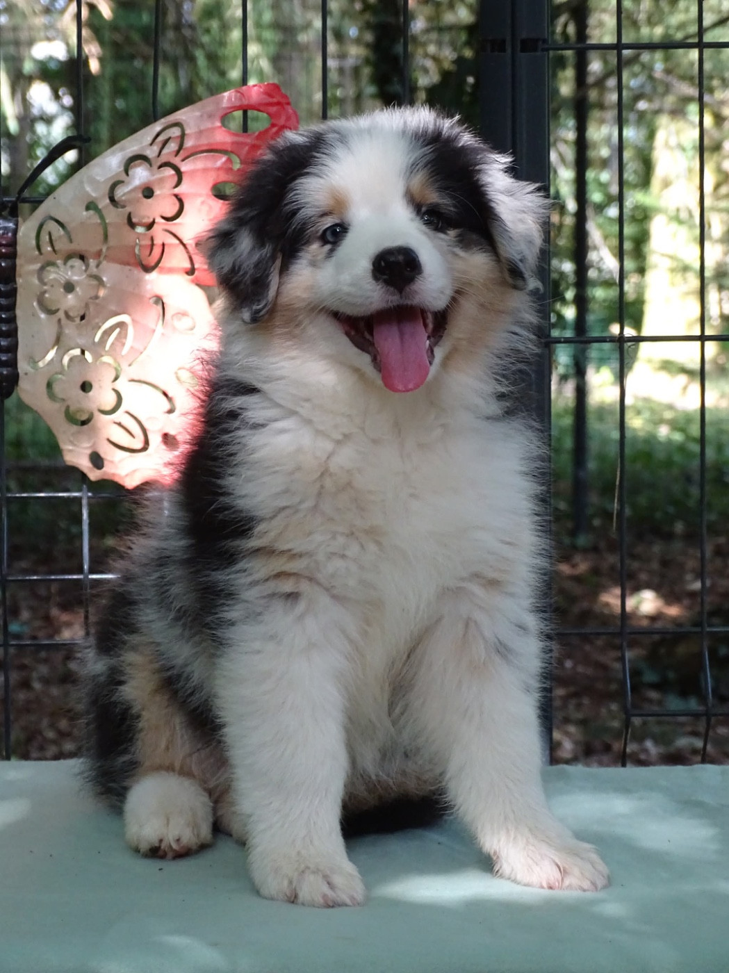 Du Royaume Secret D'opaline - Chiots disponibles - Berger Australien