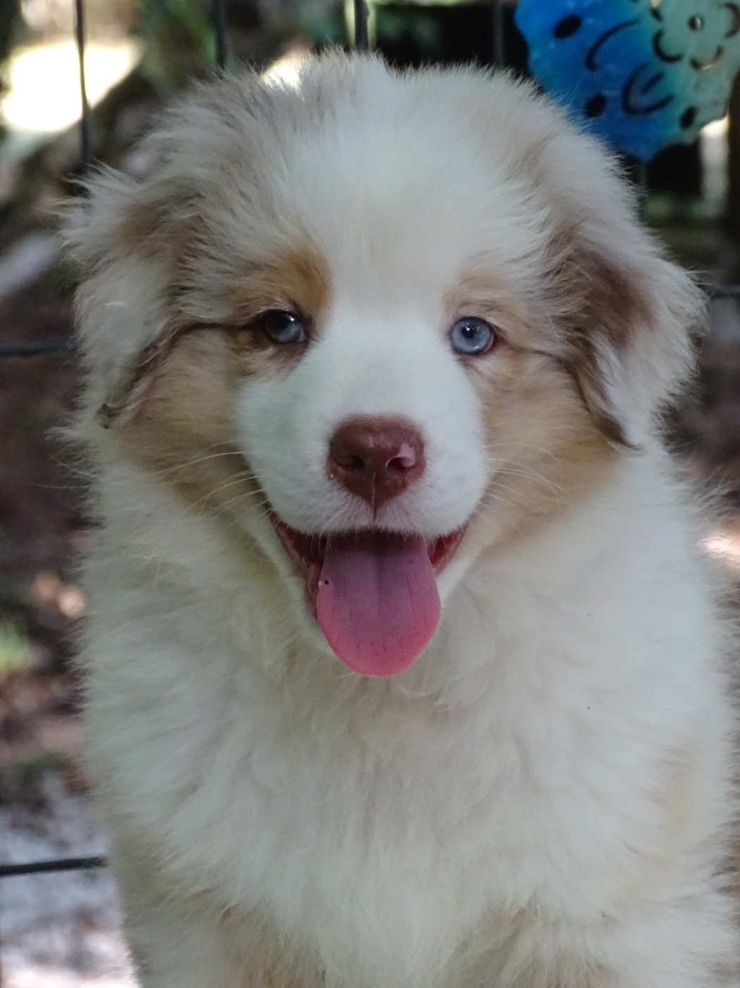 Du Royaume Secret D'opaline - Chiots disponibles - Berger Australien