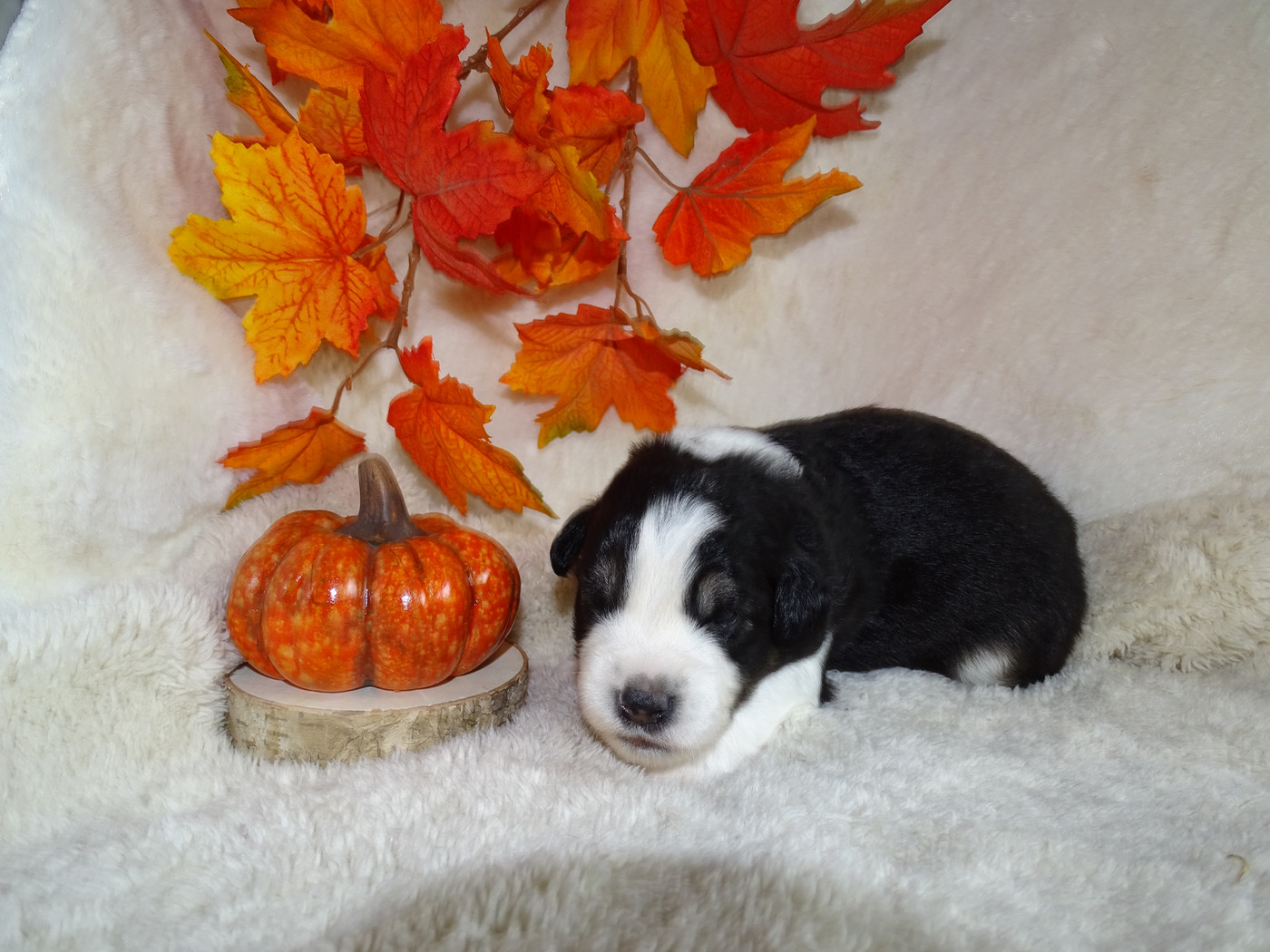 Du Royaume Secret D'opaline - Chiots disponibles - Berger Américain Miniature 