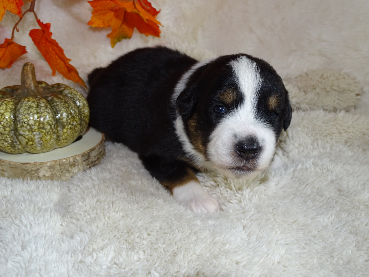 Du Royaume Secret D'opaline - Chiots disponibles - Berger Américain Miniature 