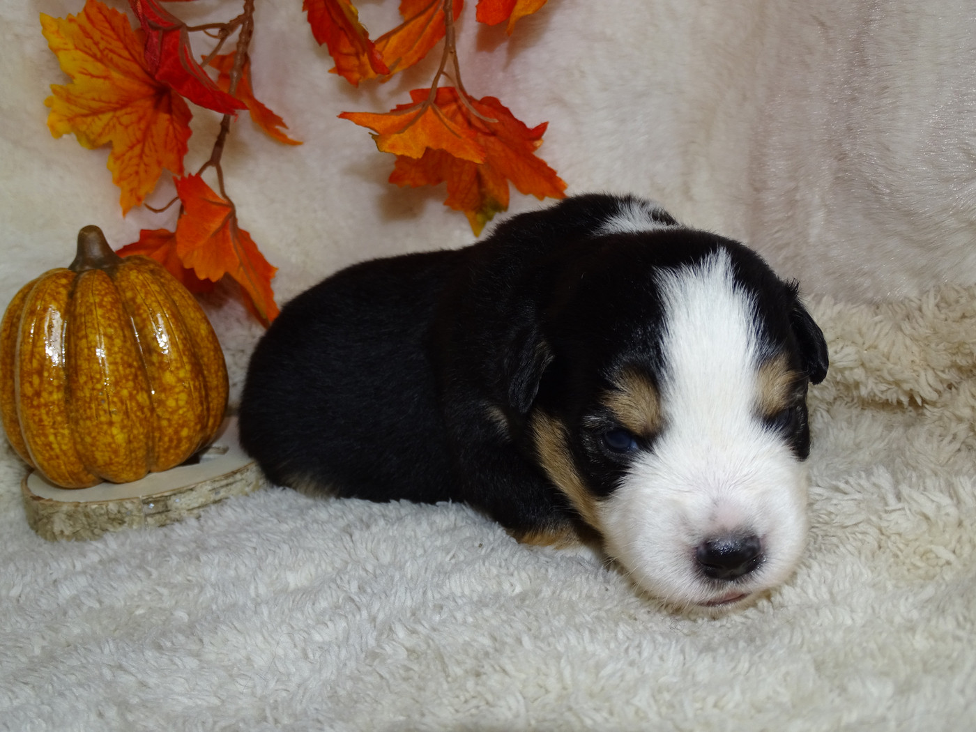 Du Royaume Secret D'opaline - Chiots disponibles - Berger Américain Miniature 