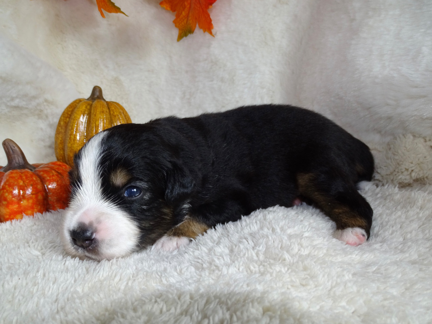 Du Royaume Secret D'opaline - Chiots disponibles - Berger Américain Miniature 