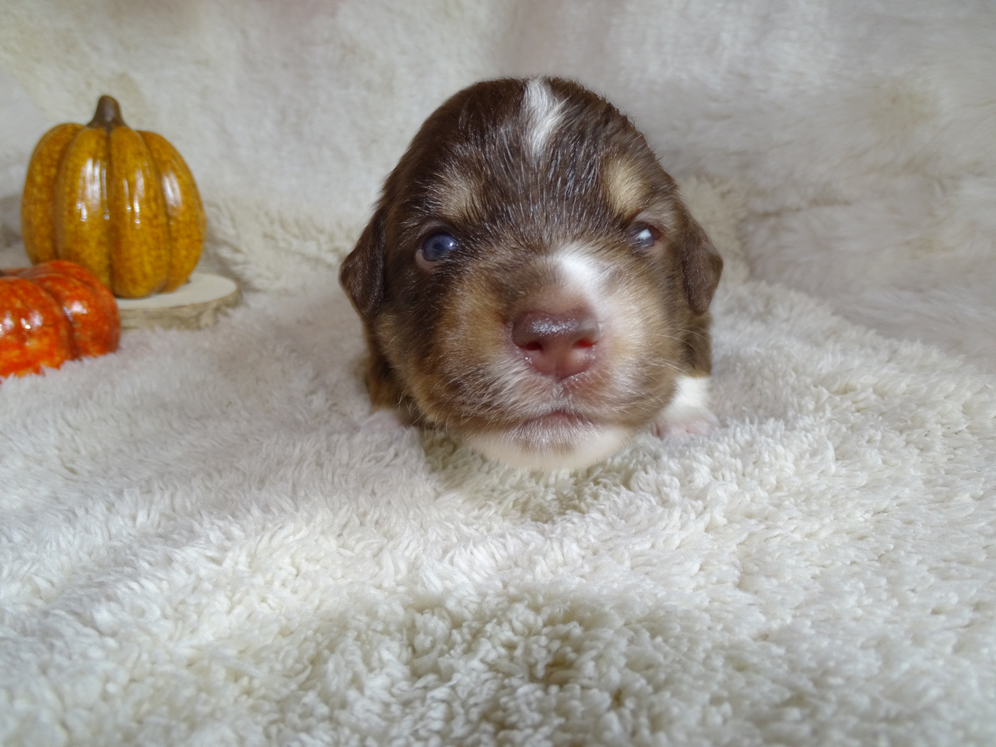 Du Royaume Secret D'opaline - Chiots disponibles - Berger Américain Miniature 