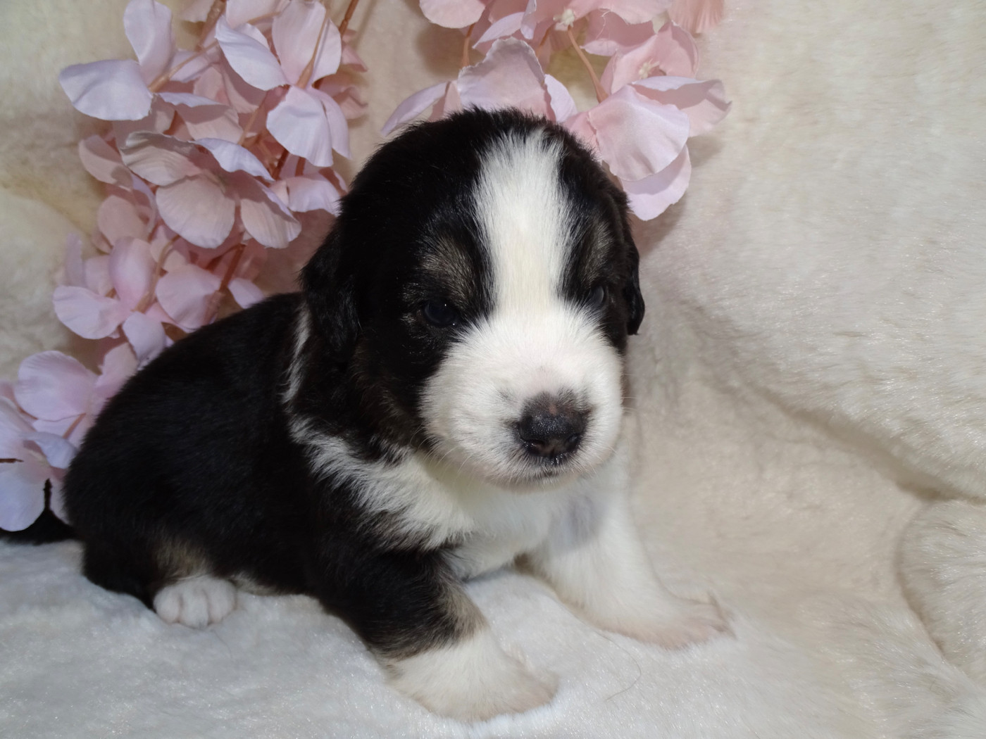 Du Royaume Secret D'opaline - Chiots disponibles - Berger Américain Miniature 