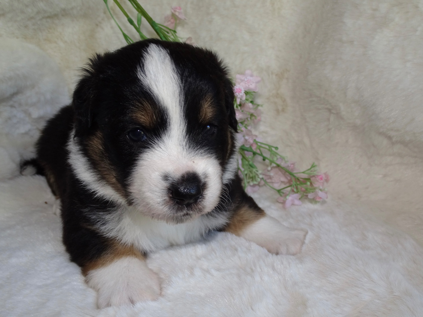 Du Royaume Secret D'opaline - Chiots disponibles - Berger Américain Miniature 