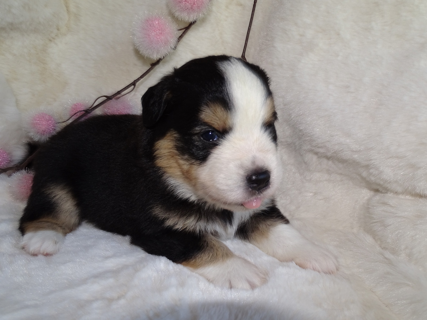Du Royaume Secret D'opaline - Chiots disponibles - Berger Américain Miniature 