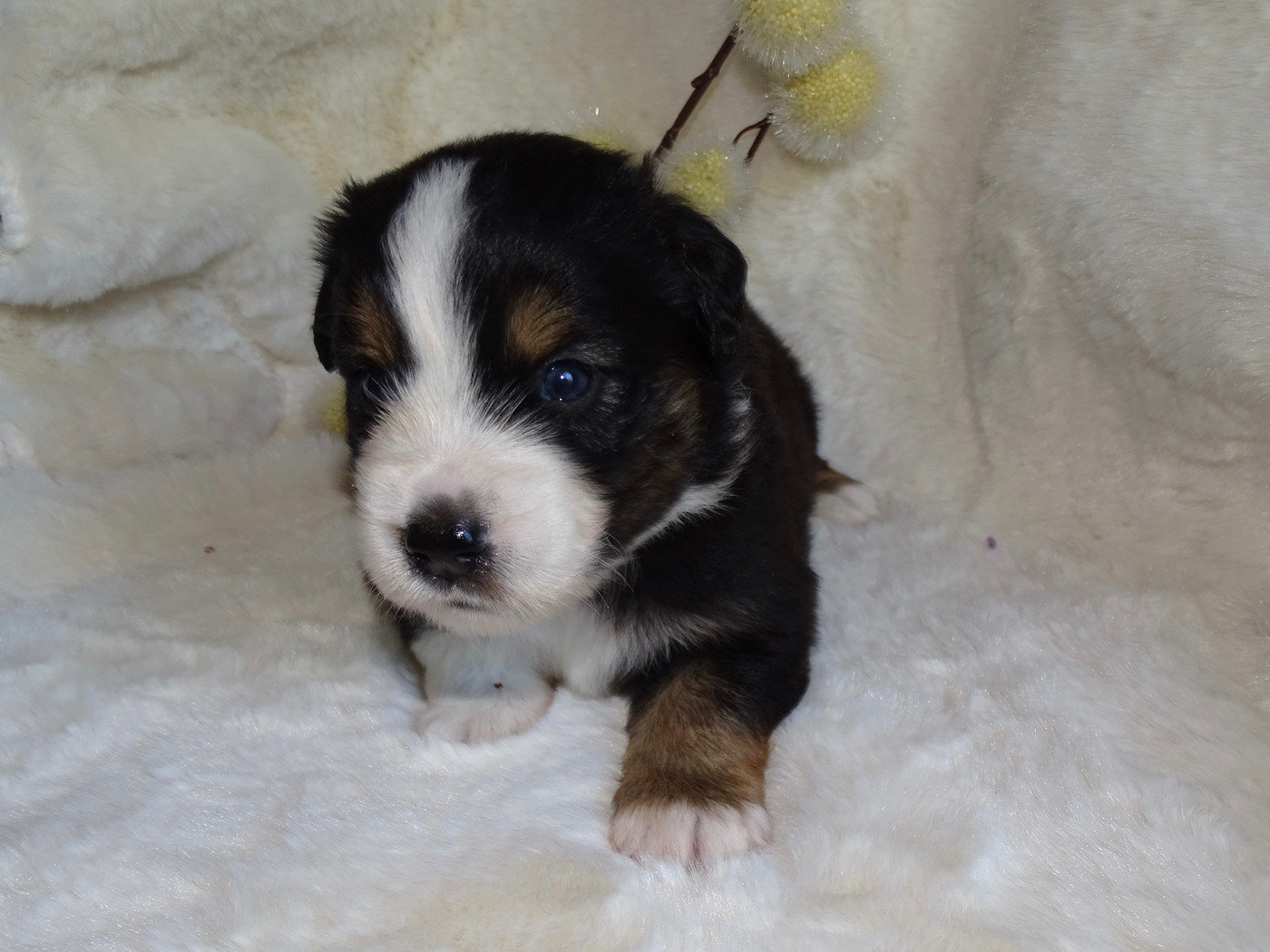 Du Royaume Secret D'opaline - Chiots disponibles - Berger Américain Miniature 
