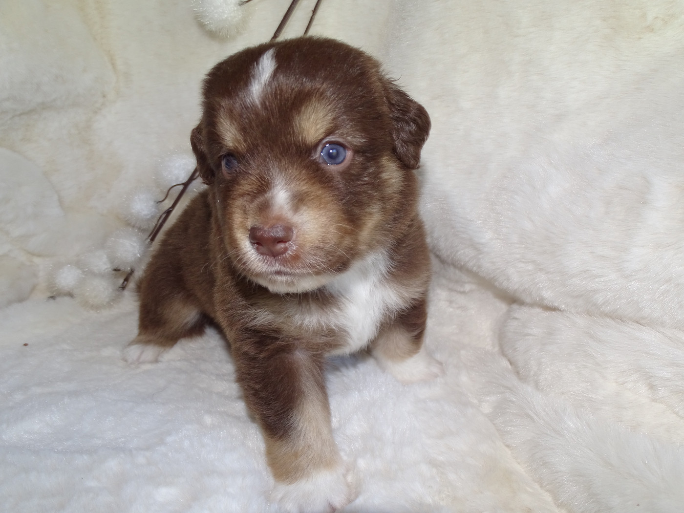 Du Royaume Secret D'opaline - Chiots disponibles - Berger Américain Miniature 