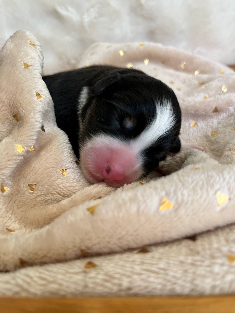 Du Royaume Secret D'opaline - Chiots disponibles - Berger Australien