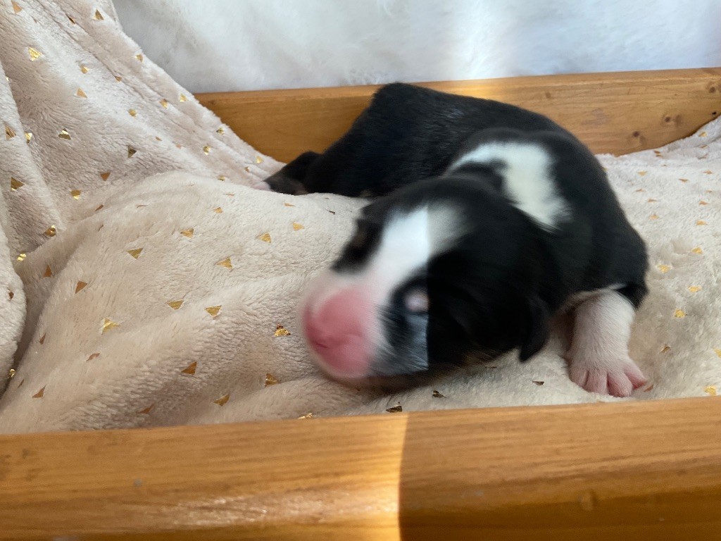Du Royaume Secret D'opaline - Chiots disponibles - Berger Australien
