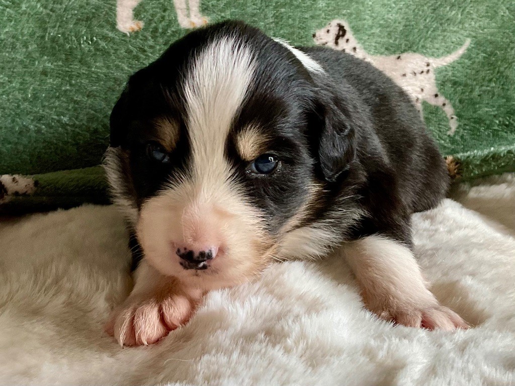 Du Royaume Secret D'opaline - Chiots disponibles - Berger Australien