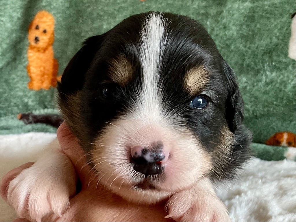 Du Royaume Secret D'opaline - Chiots disponibles - Berger Australien