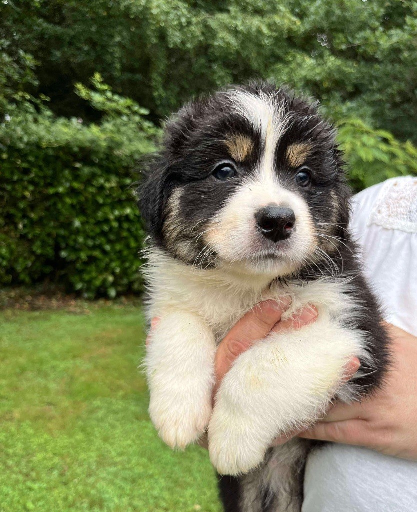 Du Royaume Secret D'opaline - Chiots disponibles - Berger Australien