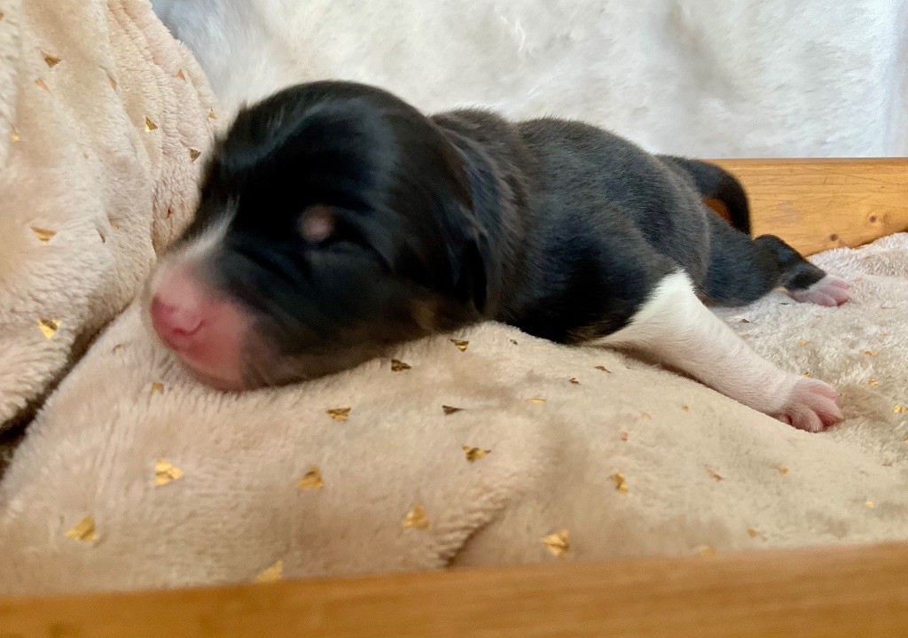 Du Royaume Secret D'opaline - Chiots disponibles - Berger Australien