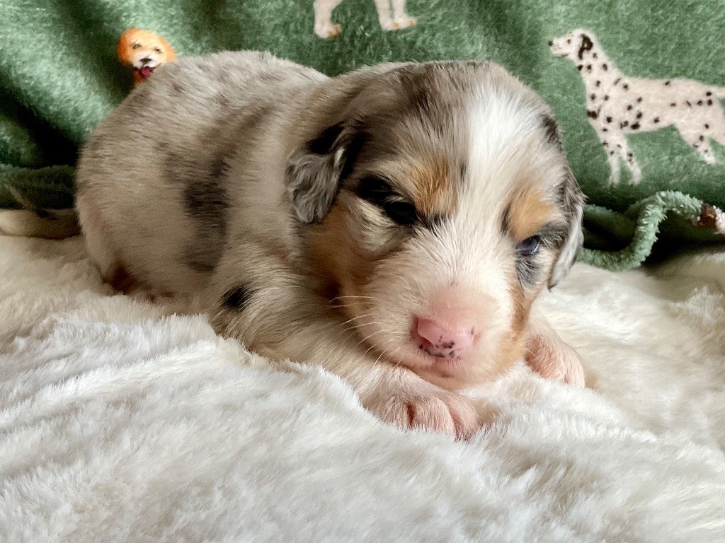 Du Royaume Secret D'opaline - Chiots disponibles - Berger Australien