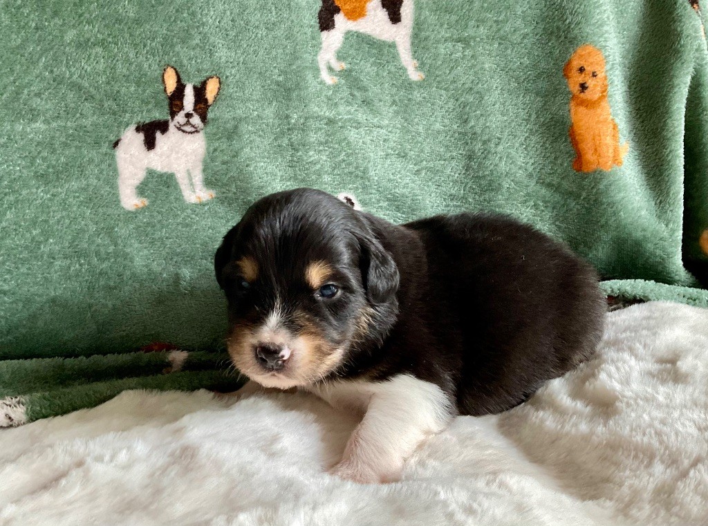 Du Royaume Secret D'opaline - Chiots disponibles - Berger Australien
