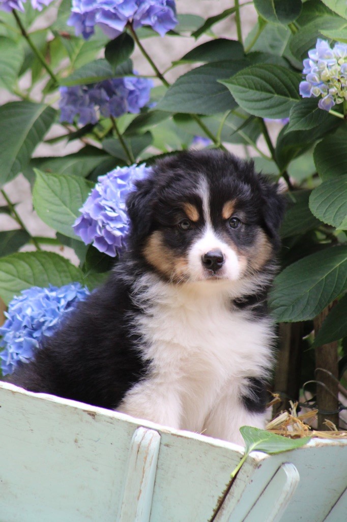 Du Royaume Secret D'opaline - Chiots disponibles - Berger Australien