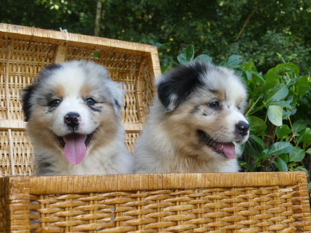 Du Royaume Secret D'opaline - Berger Australien - Portée née le 24/06/2023