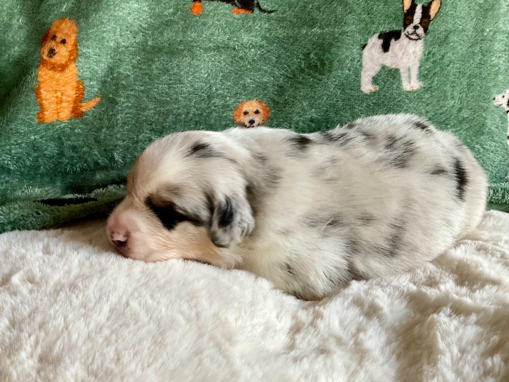 Du Royaume Secret D'opaline - Chiots disponibles - Berger Australien