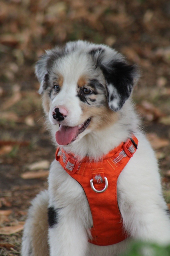 Du Royaume Secret D'opaline - Chiots disponibles - Berger Australien