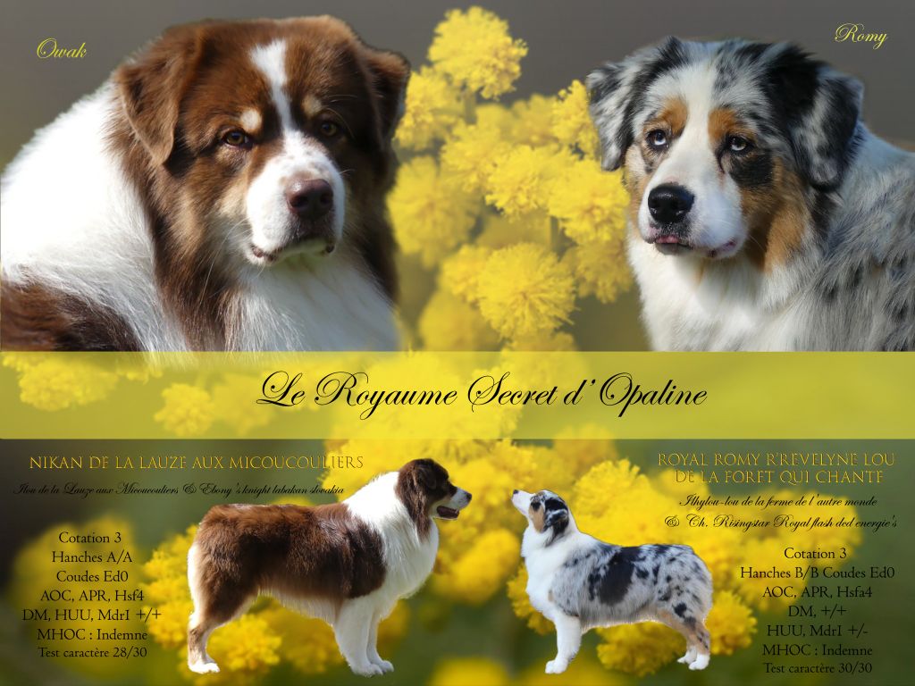 Du Royaume Secret D'opaline - Berger Australien - Portée née le 14/04/2024