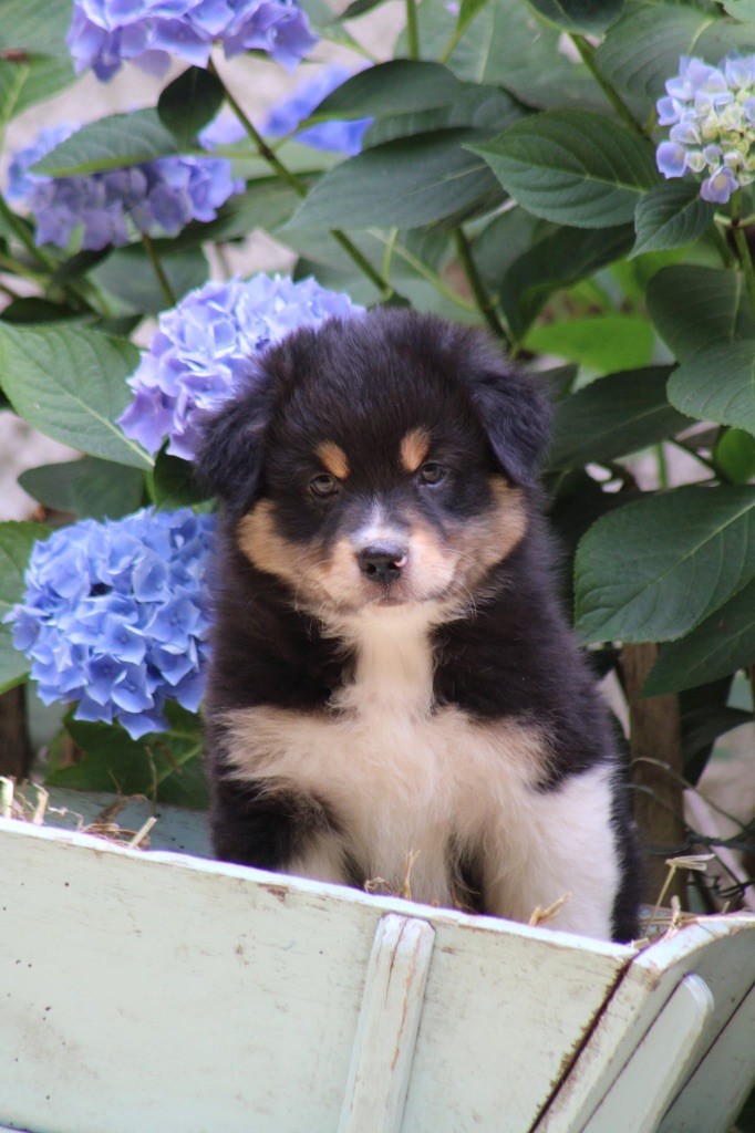 Du Royaume Secret D'opaline - Chiots disponibles - Berger Australien