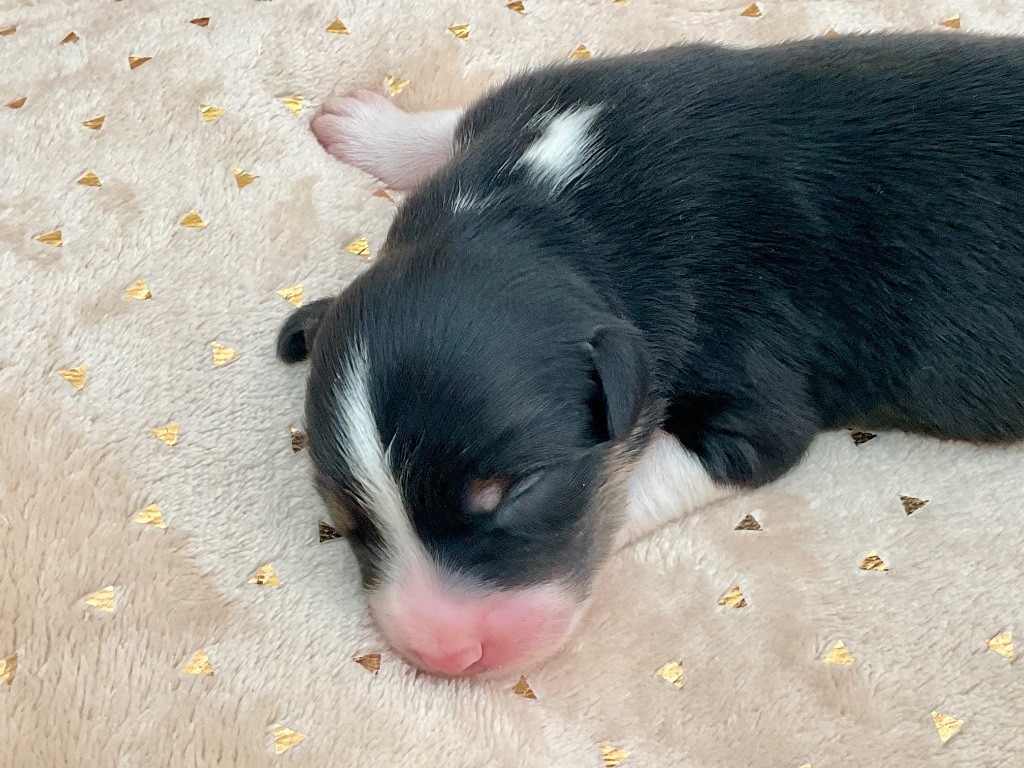 Du Royaume Secret D'opaline - Chiots disponibles - Berger Australien