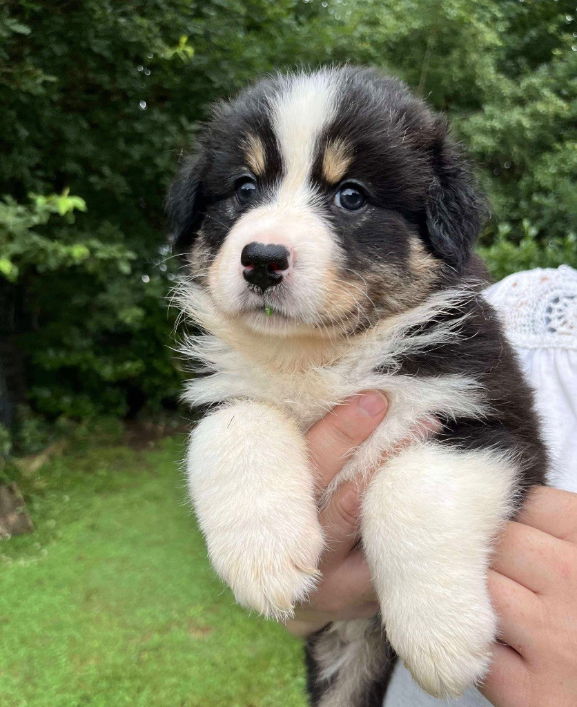 Du Royaume Secret D'opaline - Chiots disponibles - Berger Australien