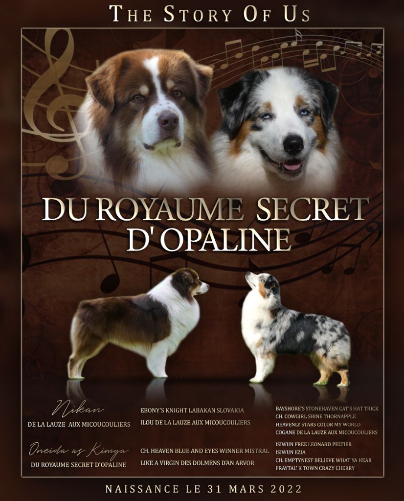 Du Royaume Secret D'opaline - Berger Australien - Portée née le 31/03/2022