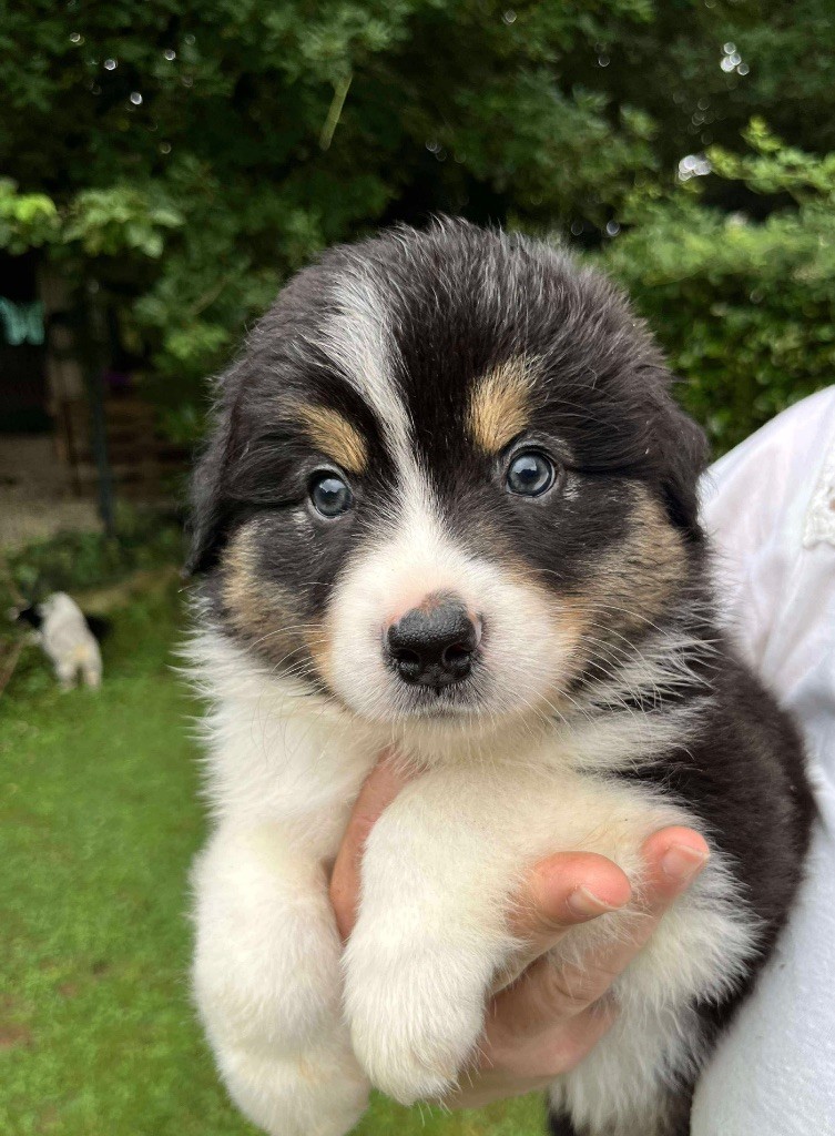 Du Royaume Secret D'opaline - Chiots disponibles - Berger Australien