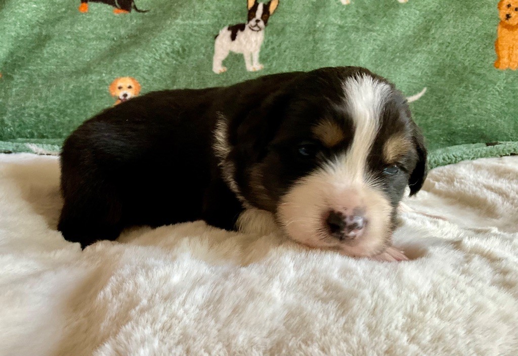 Du Royaume Secret D'opaline - Chiots disponibles - Berger Australien
