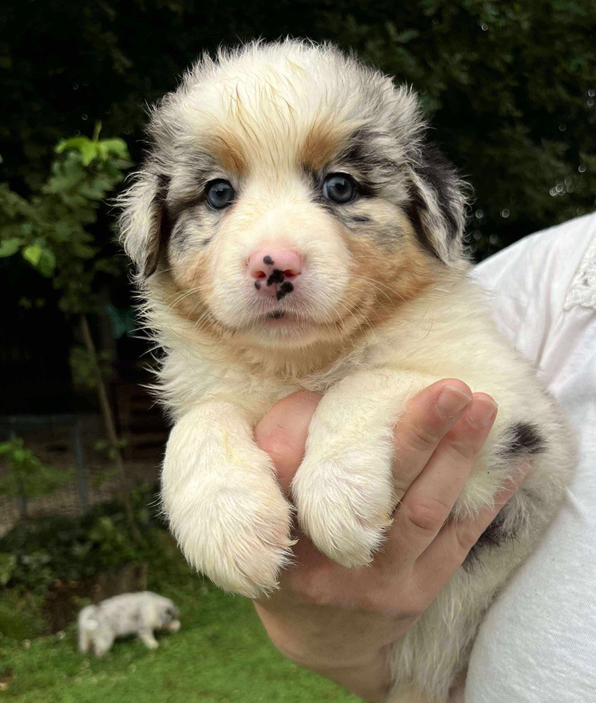 Du Royaume Secret D'opaline - Chiots disponibles - Berger Australien