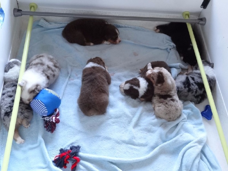 Chiot Berger Australien Du Royaume Secret D'opaline