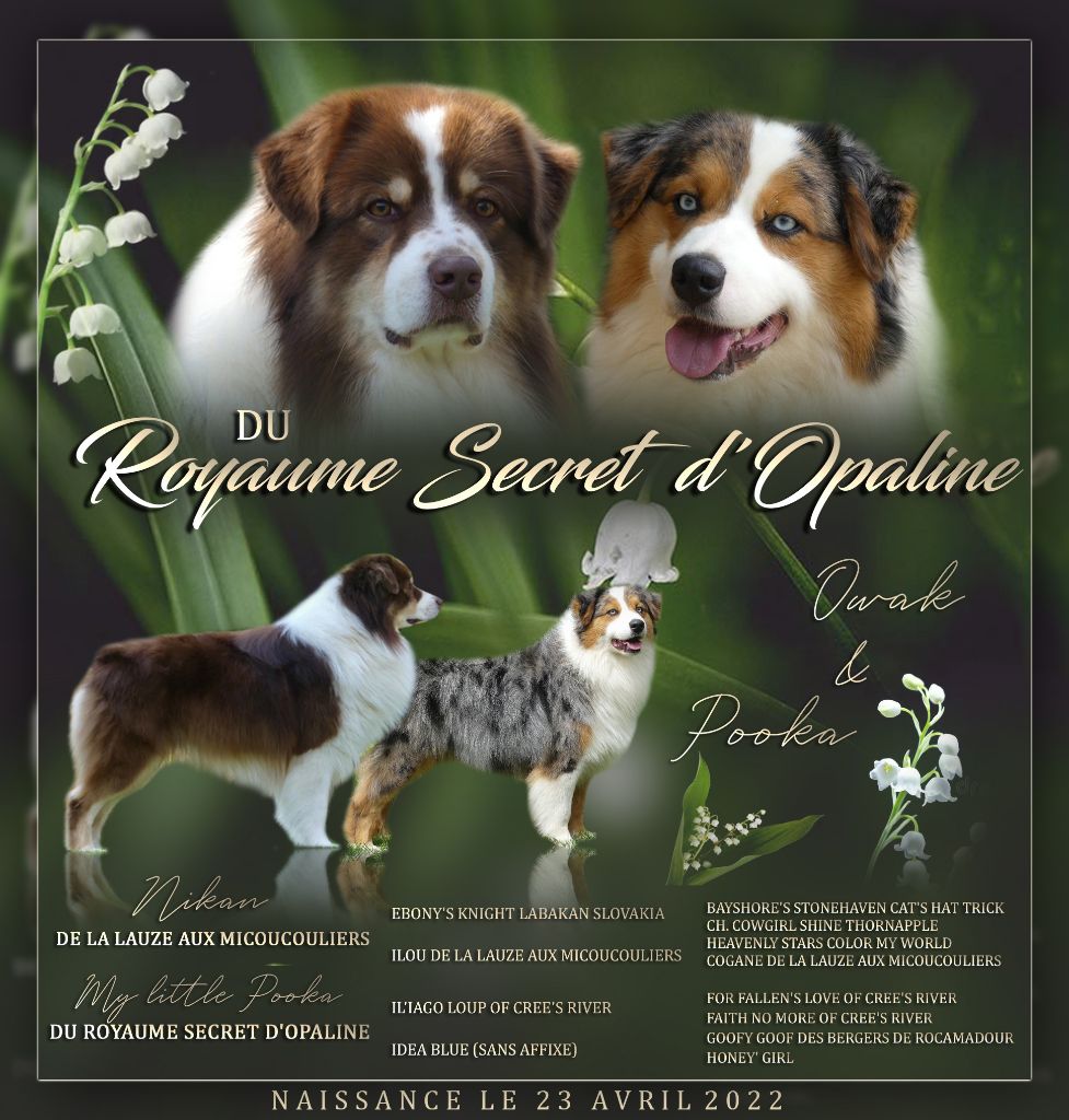 Du Royaume Secret D'opaline - Berger Australien - Portée née le 23/04/2022