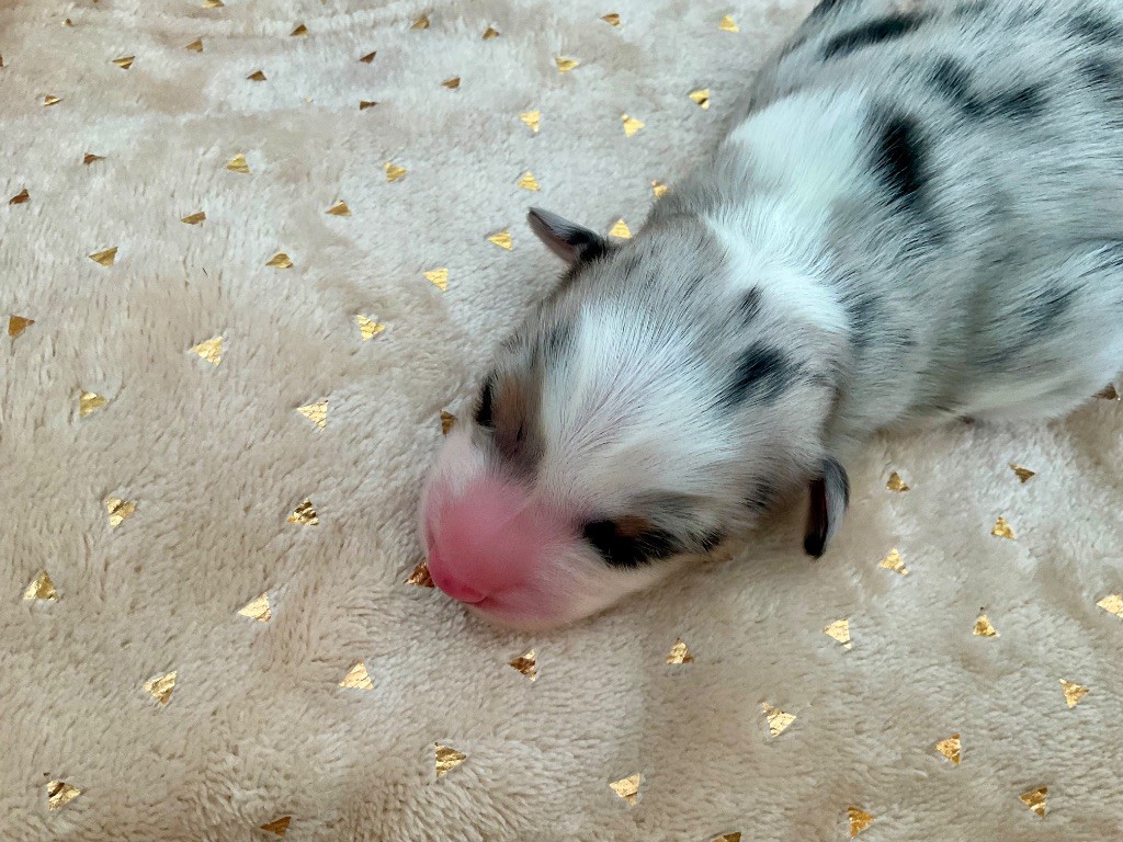 Du Royaume Secret D'opaline - Chiots disponibles - Berger Australien