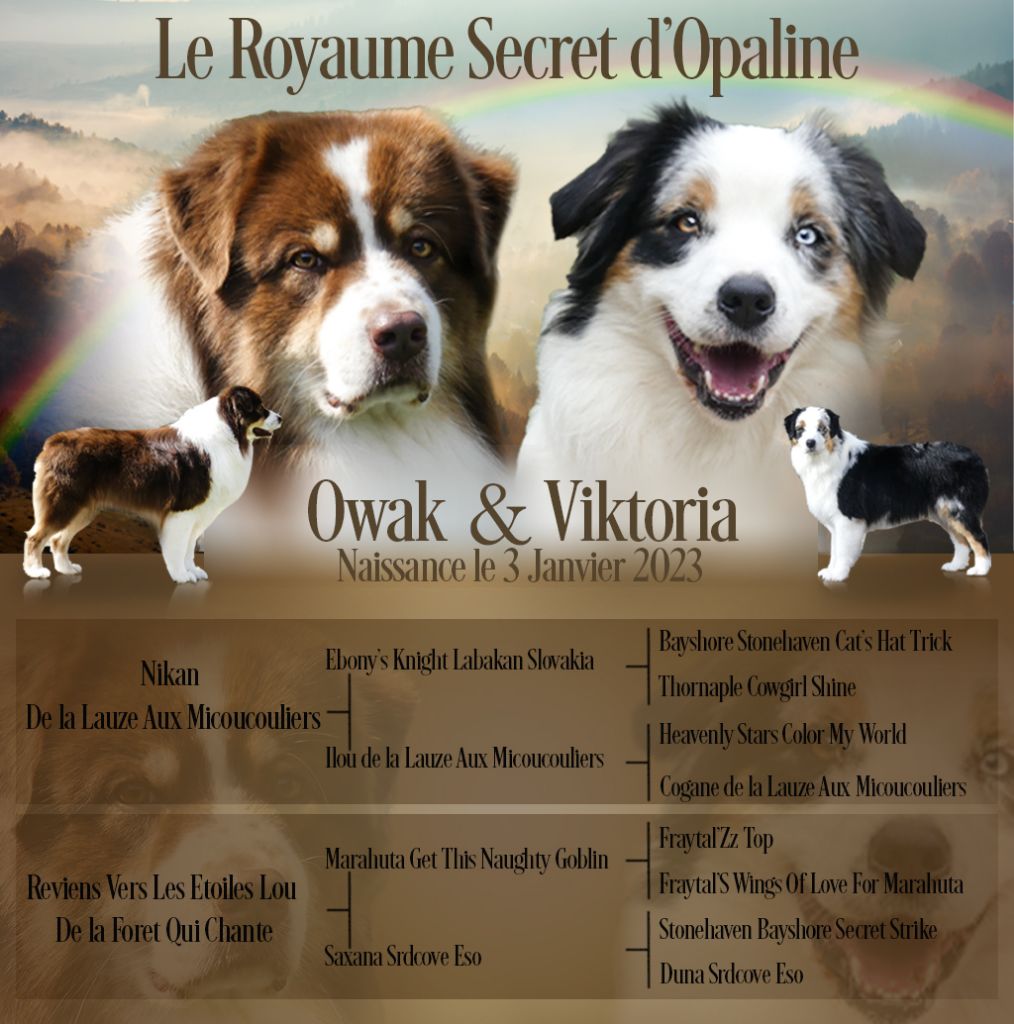 Du Royaume Secret D'opaline - Berger Australien - Portée née le 03/01/2023
