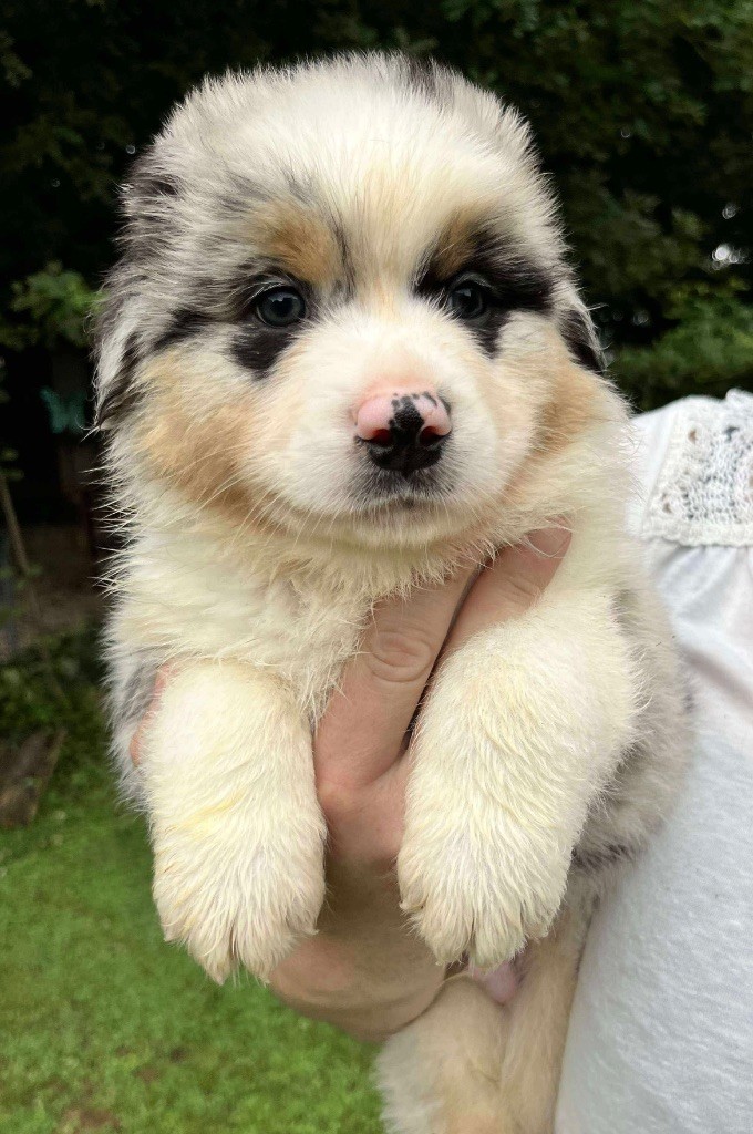 Du Royaume Secret D'opaline - Chiots disponibles - Berger Australien