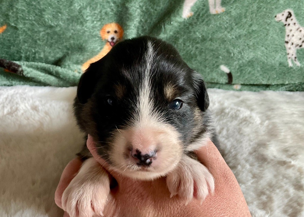 Du Royaume Secret D'opaline - Chiots disponibles - Berger Australien