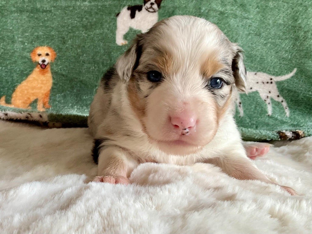 Du Royaume Secret D'opaline - Chiots disponibles - Berger Australien