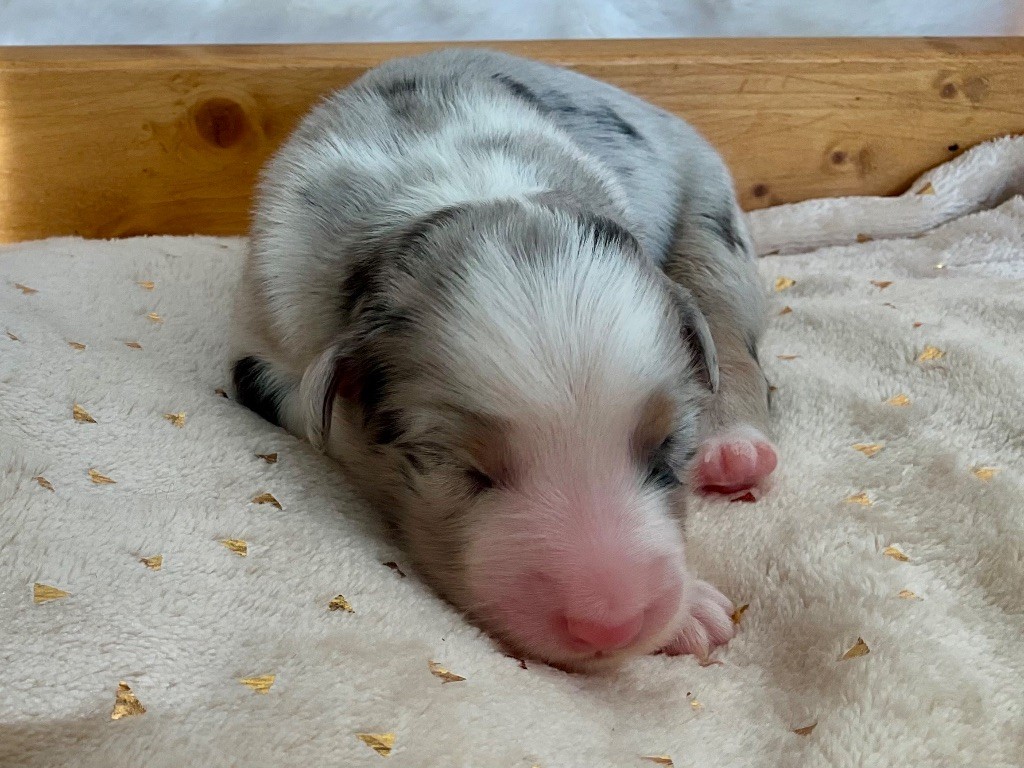 Du Royaume Secret D'opaline - Chiots disponibles - Berger Australien