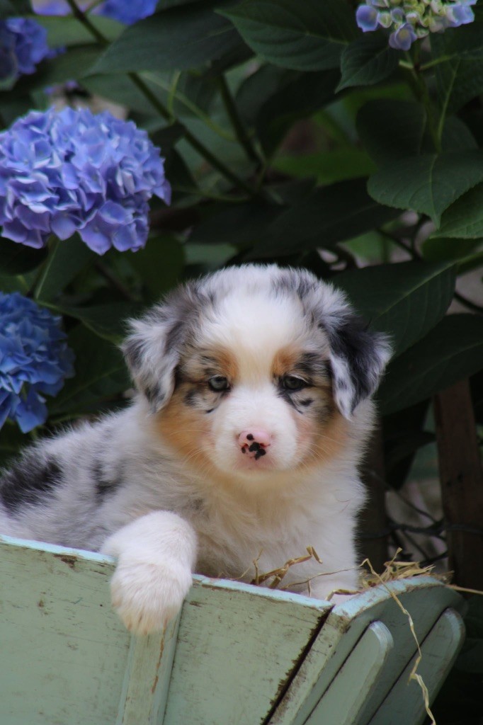 Du Royaume Secret D'opaline - Chiots disponibles - Berger Australien