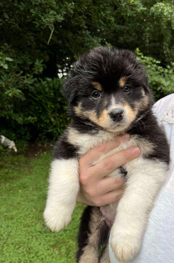 Du Royaume Secret D'opaline - Chiots disponibles - Berger Australien