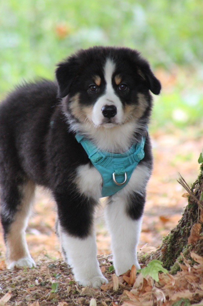 Du Royaume Secret D'opaline - Chiots disponibles - Berger Australien