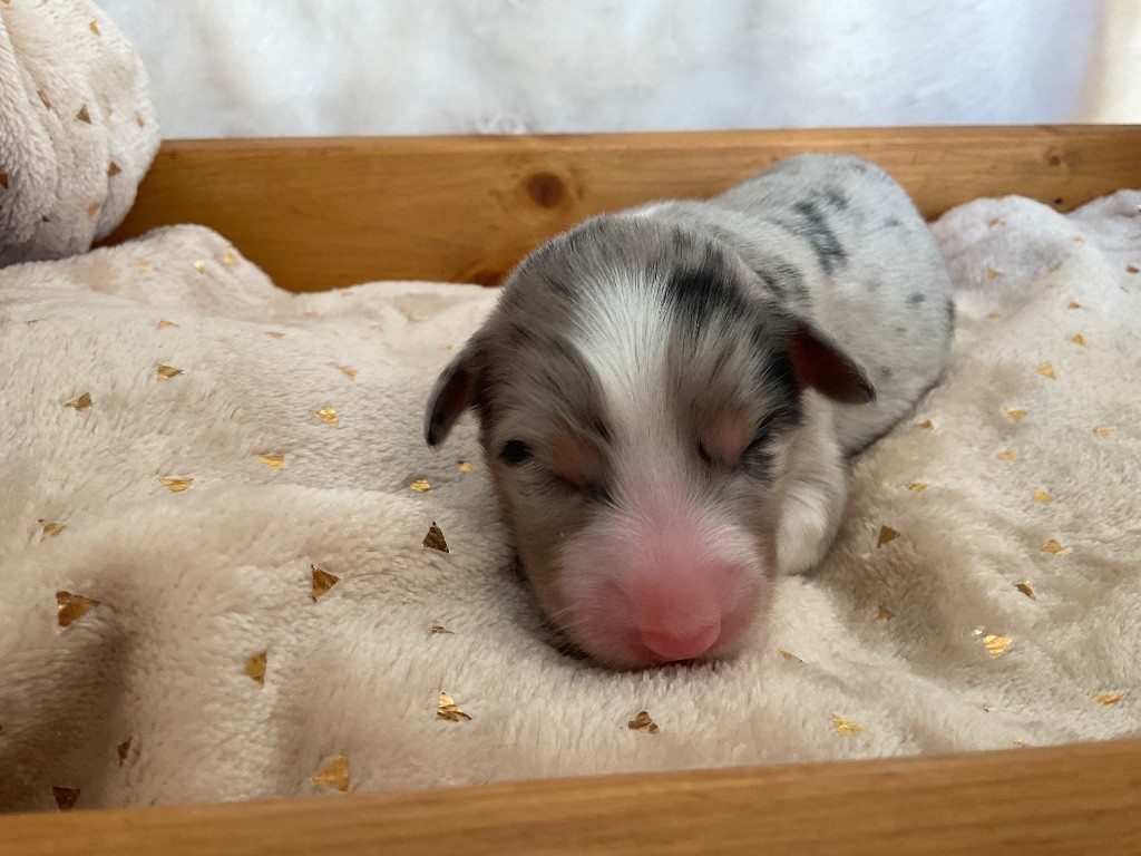 Du Royaume Secret D'opaline - Chiots disponibles - Berger Australien