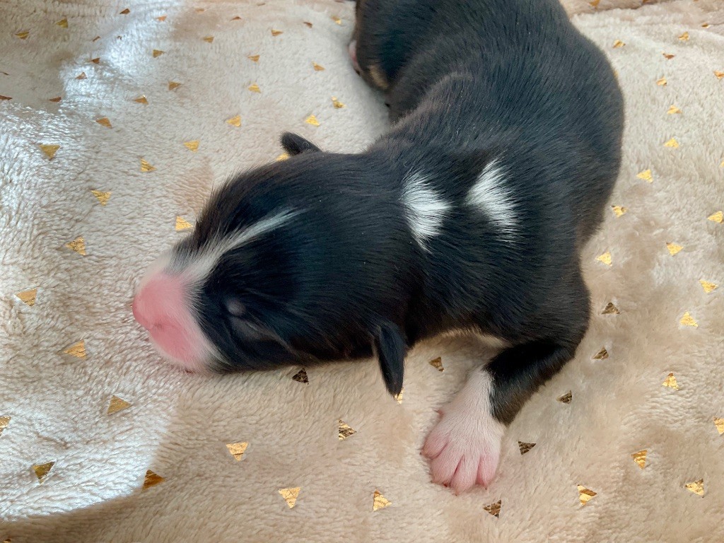 Du Royaume Secret D'opaline - Chiots disponibles - Berger Australien