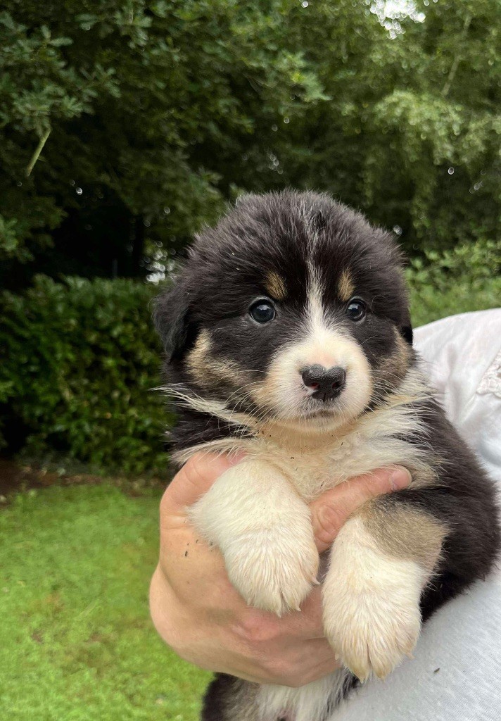 Du Royaume Secret D'opaline - Chiots disponibles - Berger Australien
